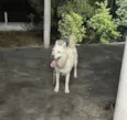 Cachorro raça Husky Siberiano idade 3 anos nome Scoby
