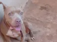 Cachorro raça Pit-Bull idade 4 anos nome Kell