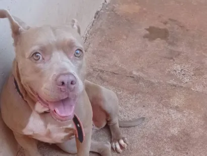 Cachorro raça Pit-Bull idade 4 anos nome Kell