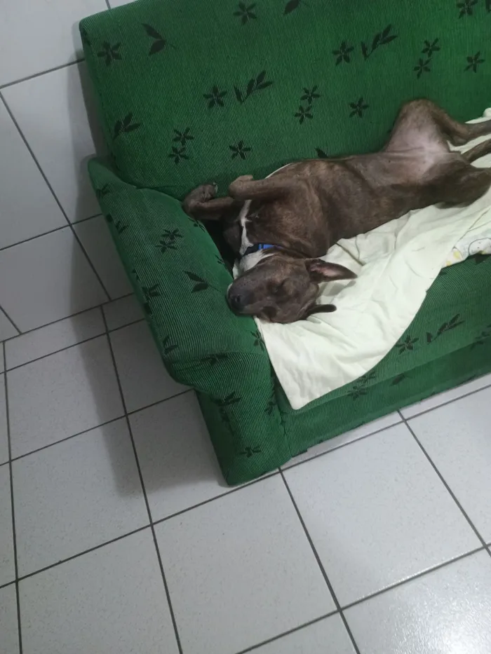 Cachorro raça Pit-Bull idade 1 ano nome Pandora 