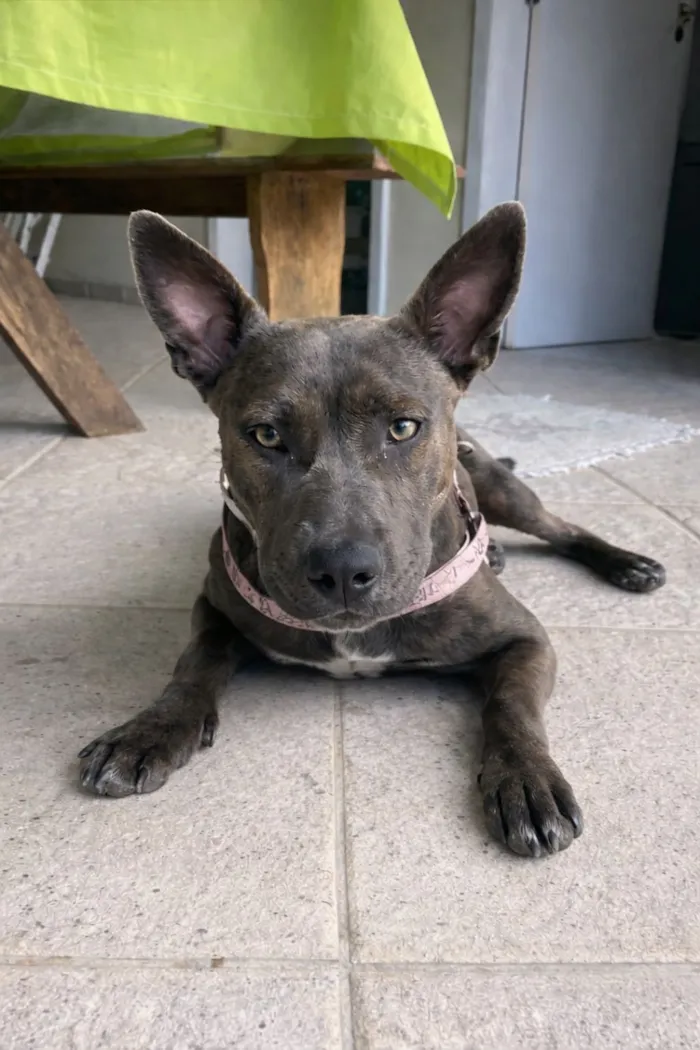 Cachorro raça Pit-Bull idade 1 ano nome Pandora 