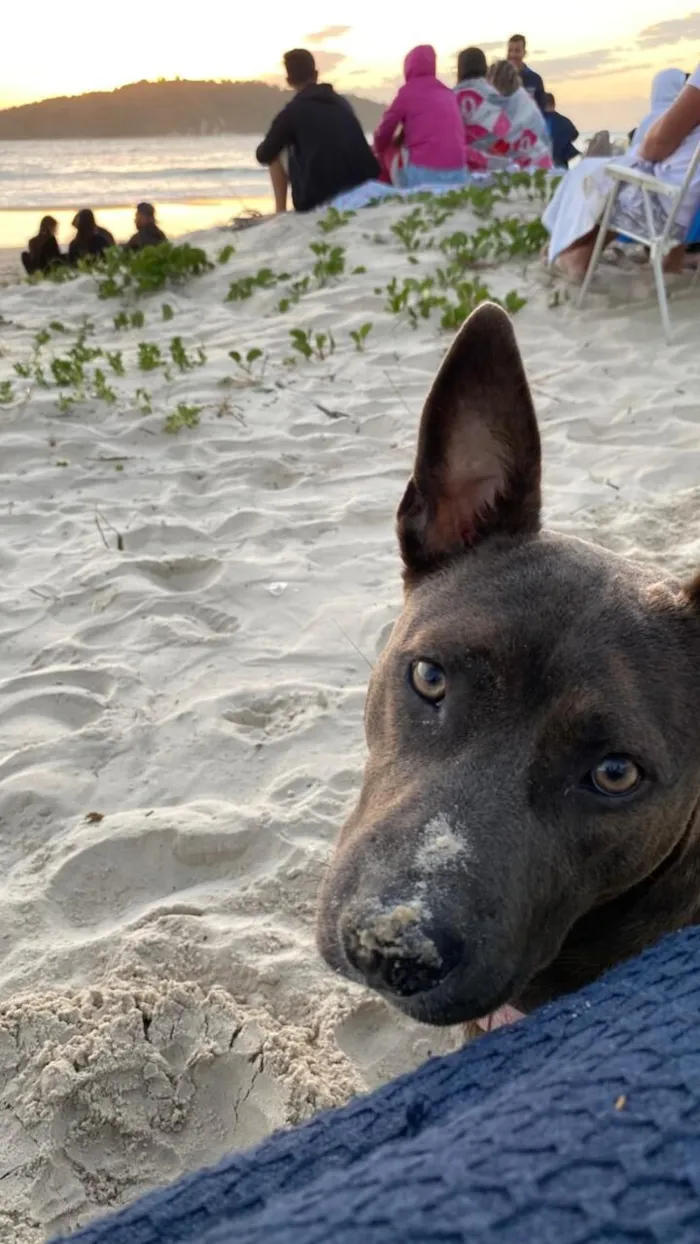 Cachorro raça Pit-Bull idade 1 ano nome Pandora 