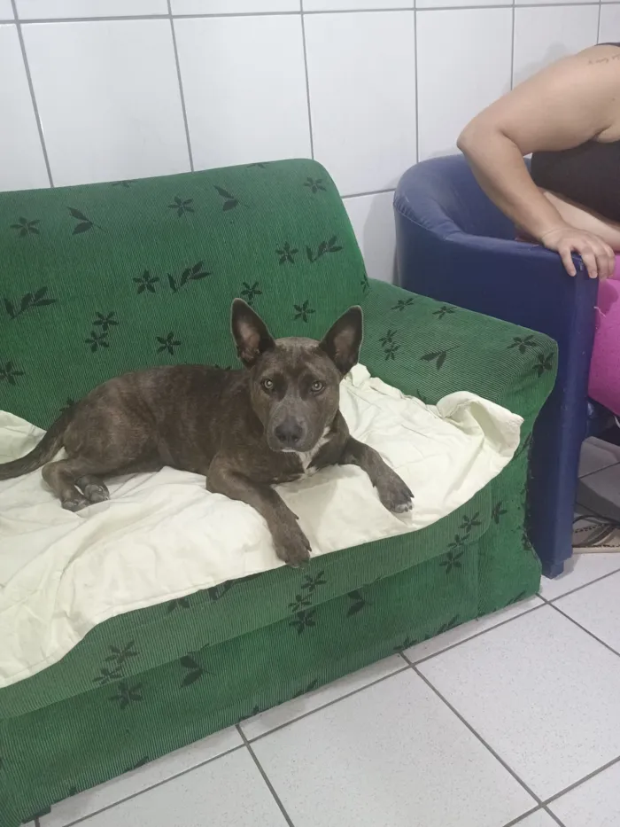 Cachorro raça Pit-Bull idade 1 ano nome Pandora 