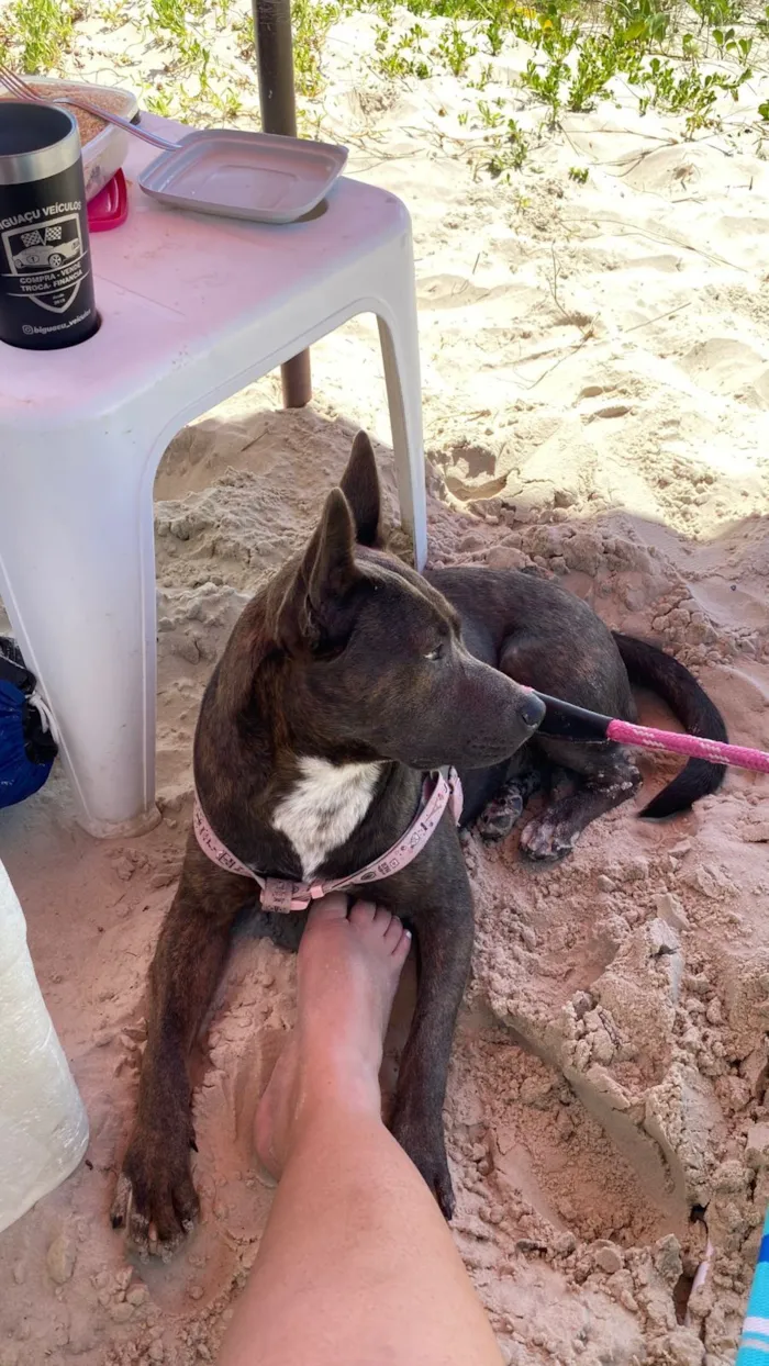 Cachorro raça Pit-Bull idade 1 ano nome Pandora 