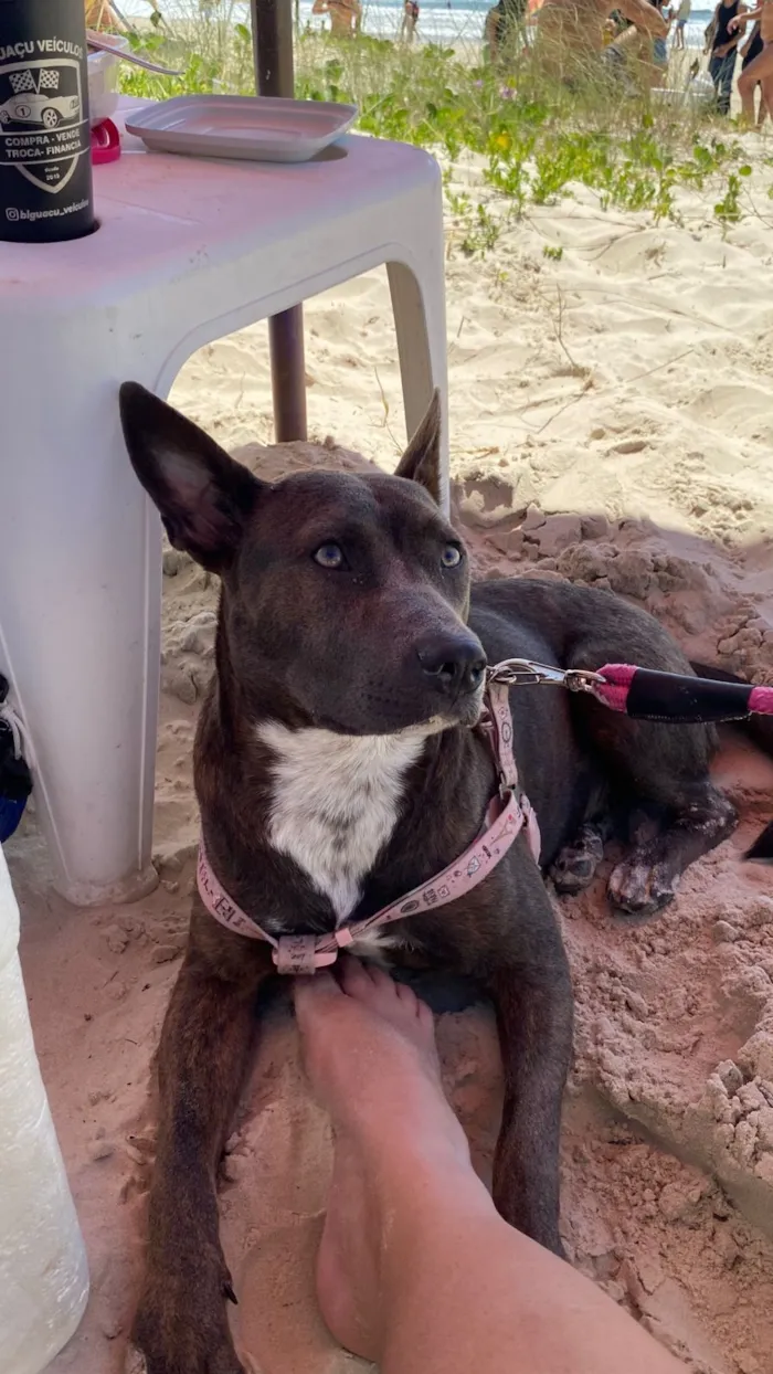 Cachorro raça Pit-Bull idade 1 ano nome Pandora 