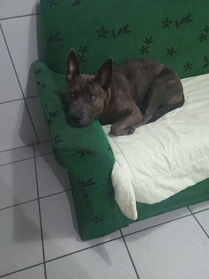 Cachorro raça Pit-Bull idade 1 ano nome Pandora 