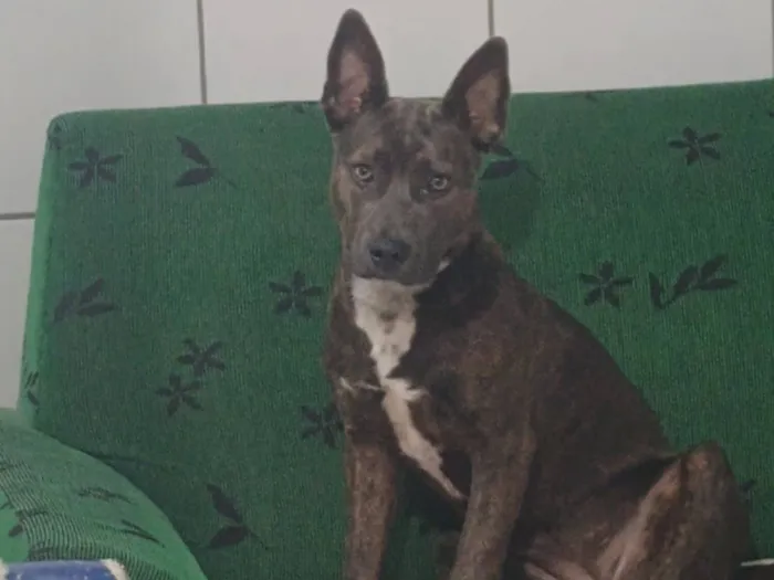 Cachorro raça Pit-Bull idade 1 ano nome Pandora 