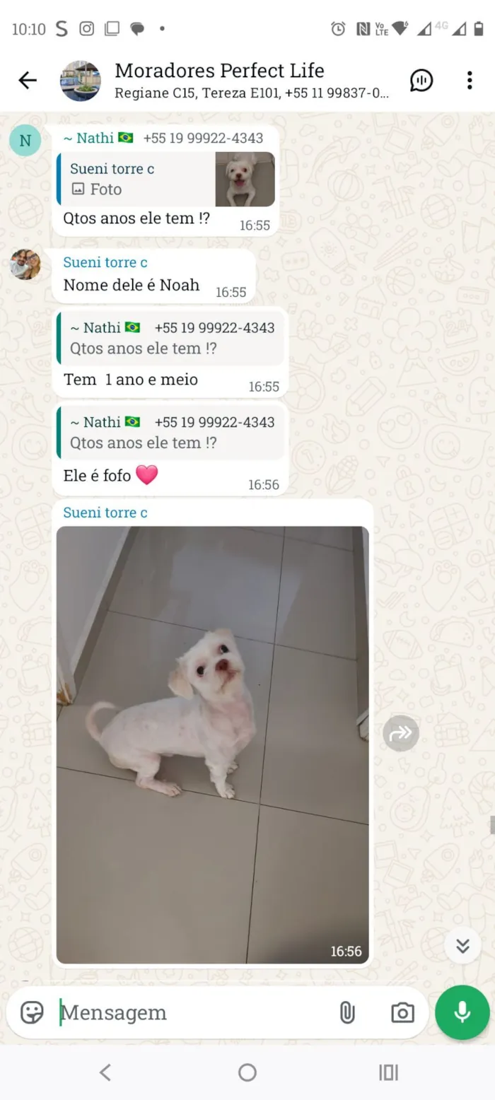 Cachorro raça Maltês idade 1 ano nome Noel