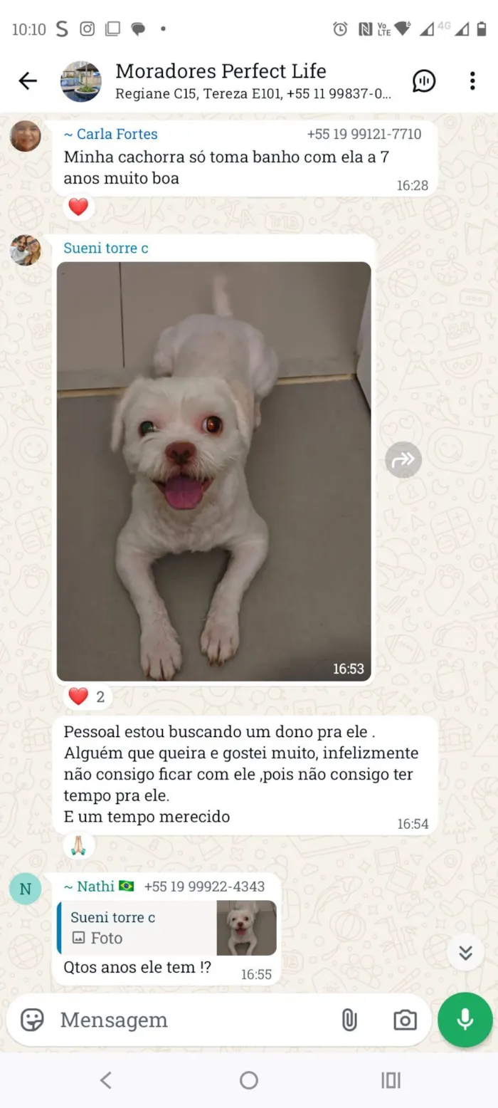 Cachorro raça Maltês idade 1 ano nome Noel