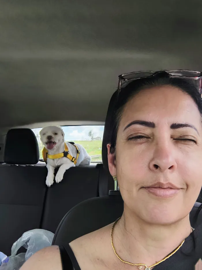 Cachorro raça Maltês idade 1 ano nome Noel