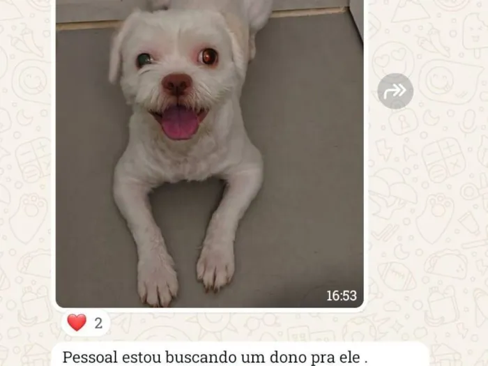 Cachorro raça Maltês idade 1 ano nome Noel