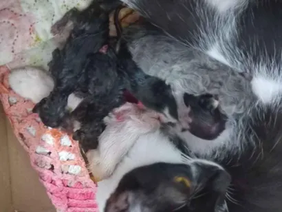 Gato raça SRD-ViraLata idade Abaixo de 2 meses nome Não tem nome