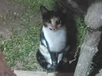 Gato raça SRD-ViraLata idade 7 a 11 meses nome Gatinha tricolor