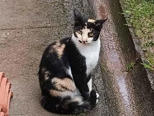 Gatinha tricolor castrada