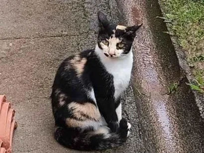 Gato raça SRD-ViraLata idade 7 a 11 meses nome Gatinha tricolor