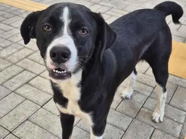 Cachorro raça SRD-ViraLata idade 1 ano nome Ozzy