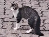 Gato raça SRD-ViraLata idade 2 a 6 meses nome Não tem 