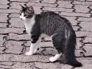 Gato raça SRD-ViraLata idade 2 a 6 meses nome Não tem 