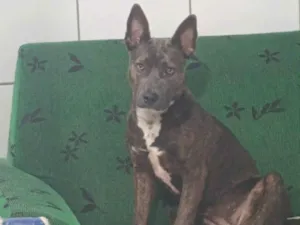 Cachorro raça Pit-Bull idade 1 ano nome Pandora 