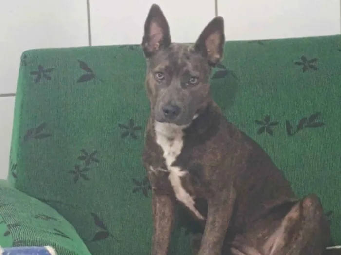 Cachorro raça Pit-Bull idade 1 ano nome Pandora 
