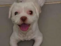 Cachorro raça Maltês idade 1 ano nome Noel