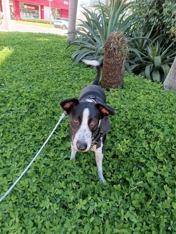 Cachorro raça SRD-ViraLata idade 1 ano nome Pimentinha 