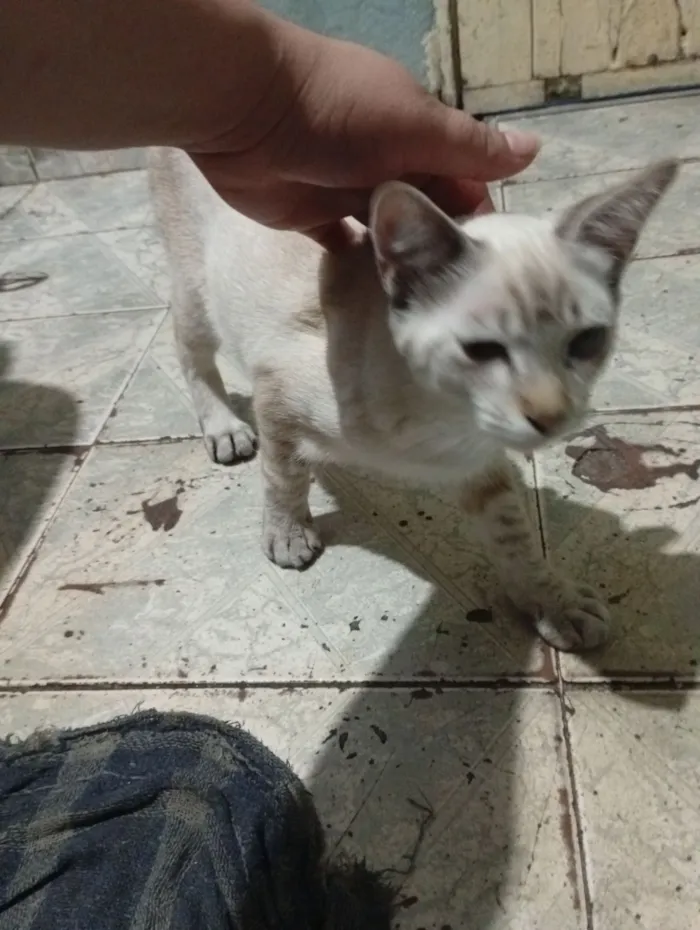 Gato raça Exótico idade Abaixo de 2 meses nome Janet García