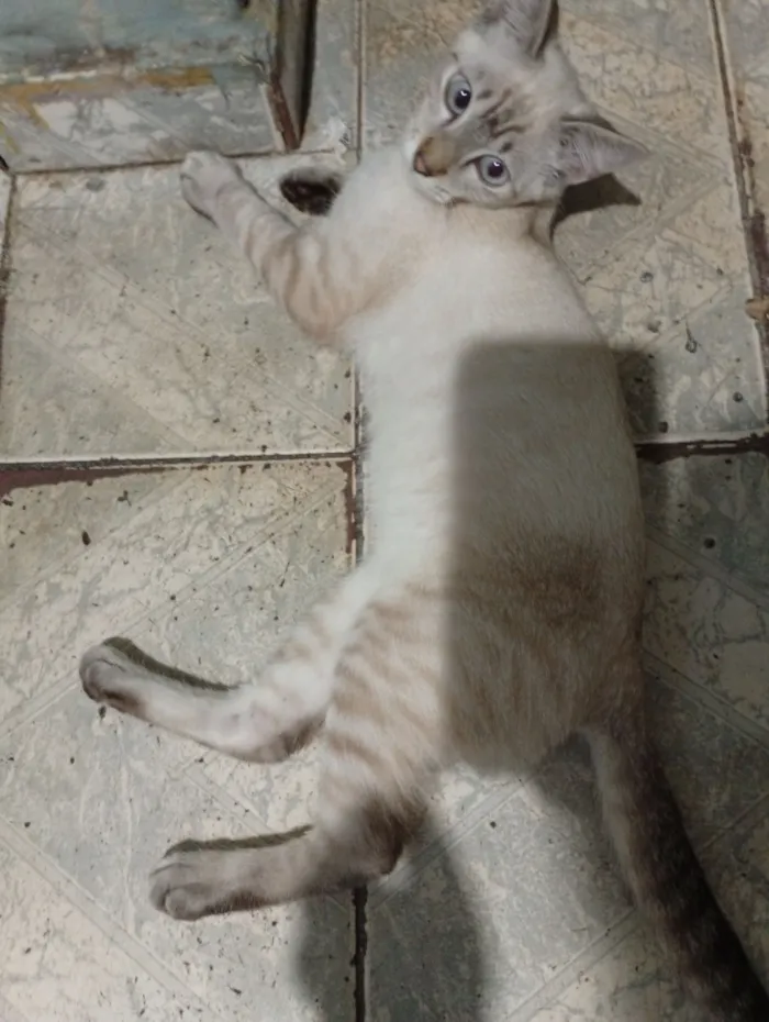 Gato raça Exótico idade Abaixo de 2 meses nome Janet García