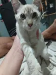 Gato raça Exótico idade Abaixo de 2 meses nome Janet García