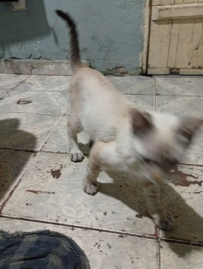 Gato raça Exótico idade Abaixo de 2 meses nome Janet García