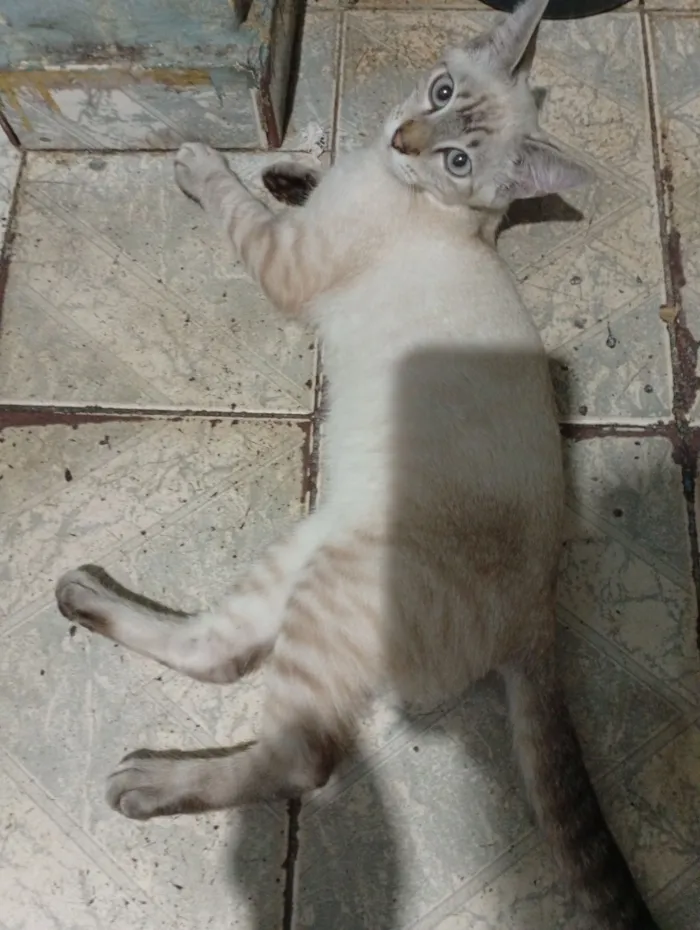 Gato raça Exótico idade Abaixo de 2 meses nome Janet García