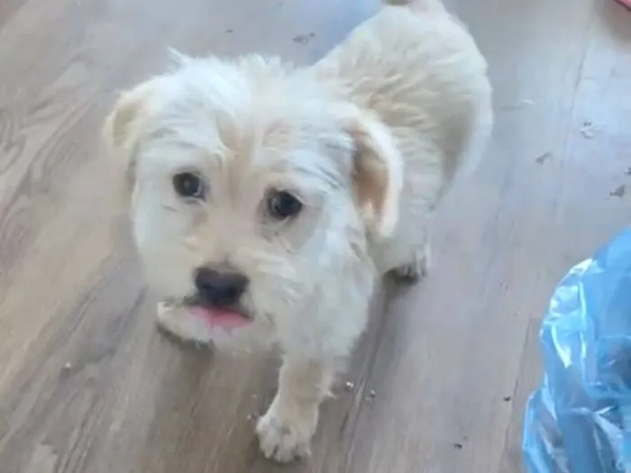 Cachorro raça Poodle idade 2 a 6 meses nome Doando 