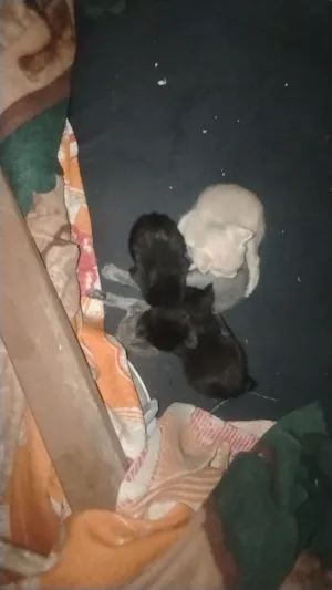 Gato raça SRD-ViraLata idade Abaixo de 2 meses nome VANESSA THURLER DE SOUZA