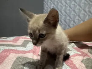 Gato raça Exótico idade Abaixo de 2 meses nome Sem nome