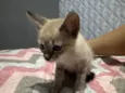 Gato raça Exótico idade Abaixo de 2 meses nome Sem nome