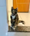 Gato raça SRD-ViraLata idade 1 ano nome Jade
