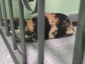 Gato raça SRD-ViraLata idade 1 ano nome Nina