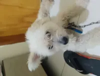 Cachorro raça SRD-ViraLata idade 3 anos nome Darley 