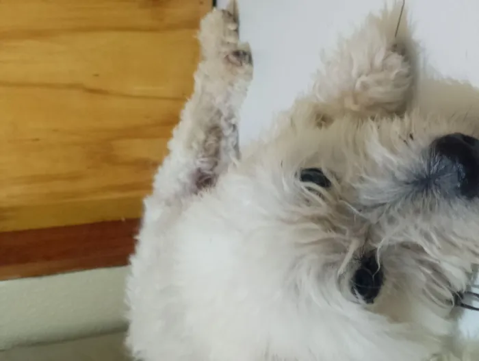 Cachorro raça SRD-ViraLata idade 3 anos nome Darley 