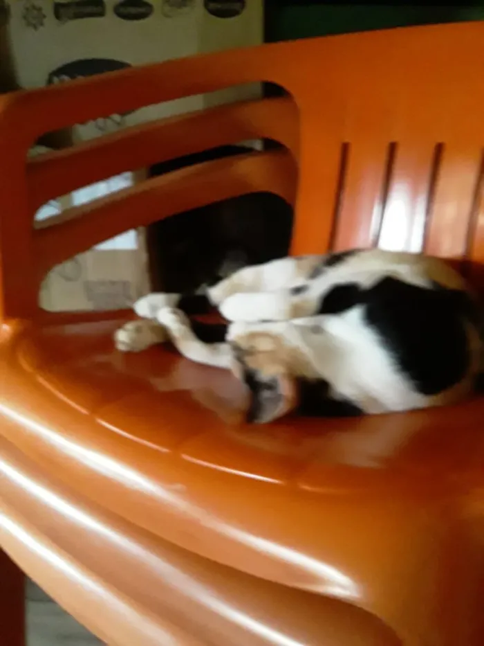 Gato raça SRD-ViraLata idade 5 anos nome Bibi 