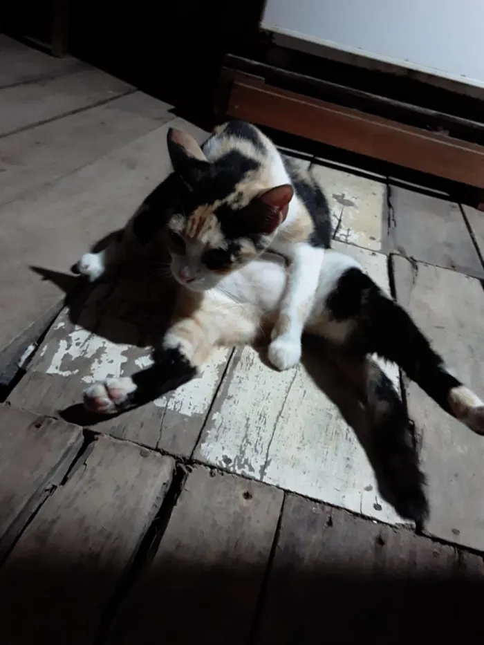 Gato raça SRD-ViraLata idade 5 anos nome Bibi 