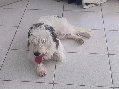 Cachorro raça SRD-ViraLata idade 7 a 11 meses nome Penélope 