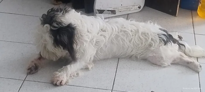 Cachorro raça SRD-ViraLata idade 7 a 11 meses nome Penélope 