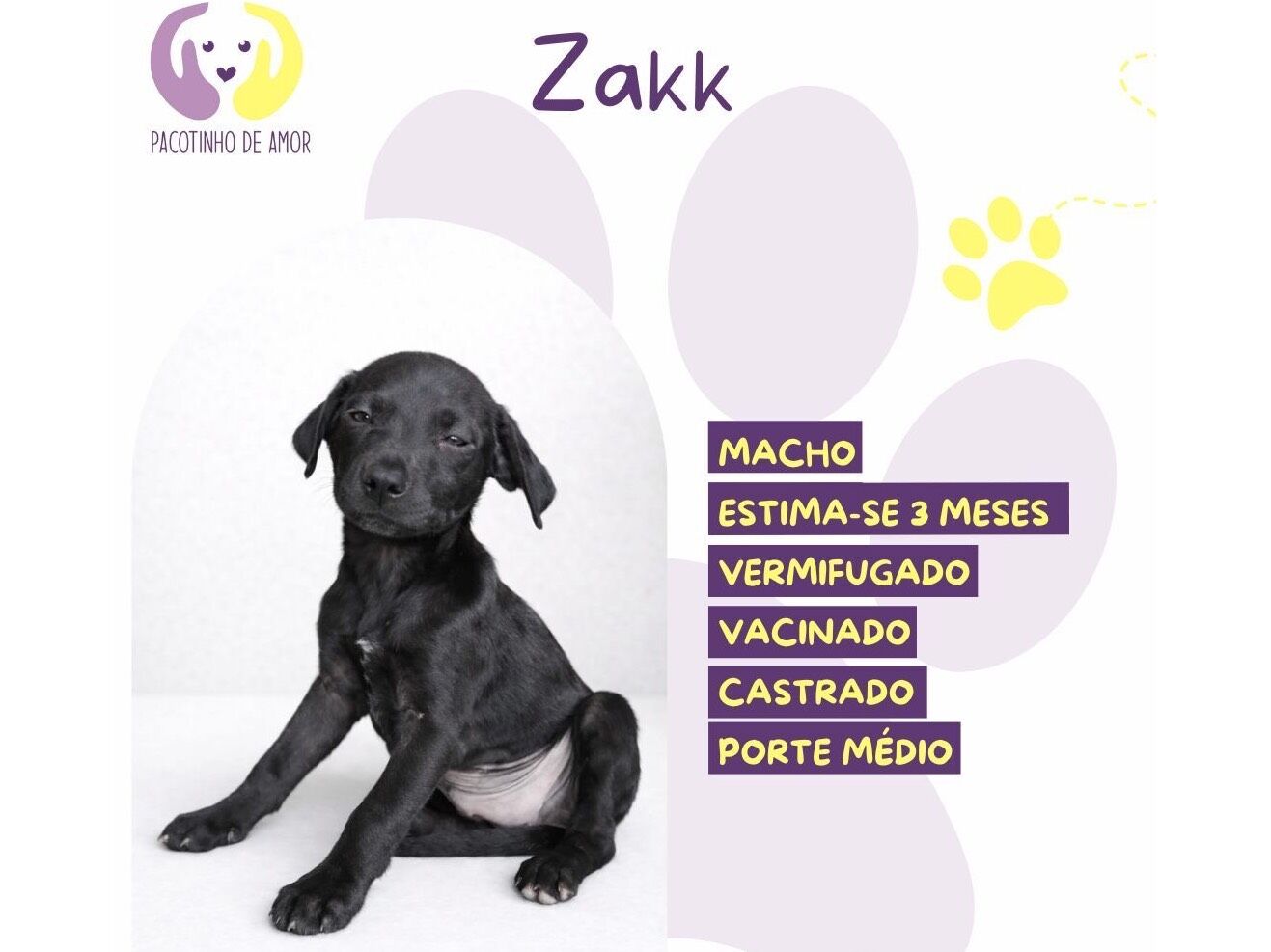 Cachorro raça SRD-ViraLata idade 2 a 6 meses nome Zakk
