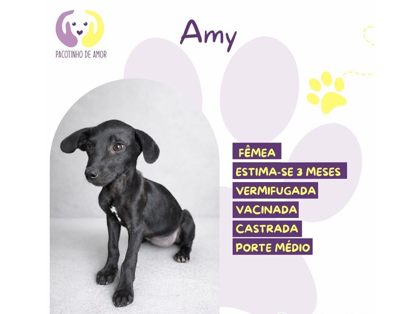 Cachorro raça SRD-ViraLata idade 2 a 6 meses nome Amy