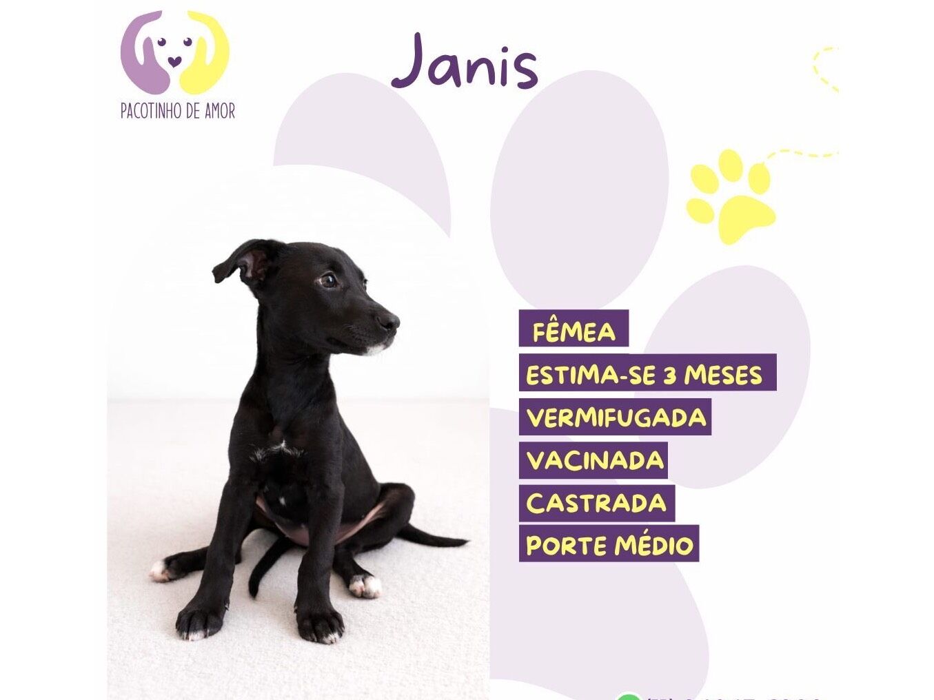 Cachorro raça SRD-ViraLata idade 2 a 6 meses nome Janis