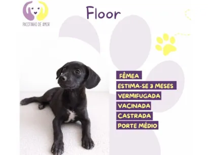Cachorro raça SRD-ViraLata idade 2 a 6 meses nome Floor