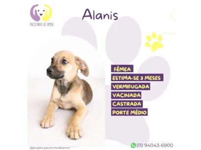Cachorro raça SRD-ViraLata idade 2 a 6 meses nome Alanis 