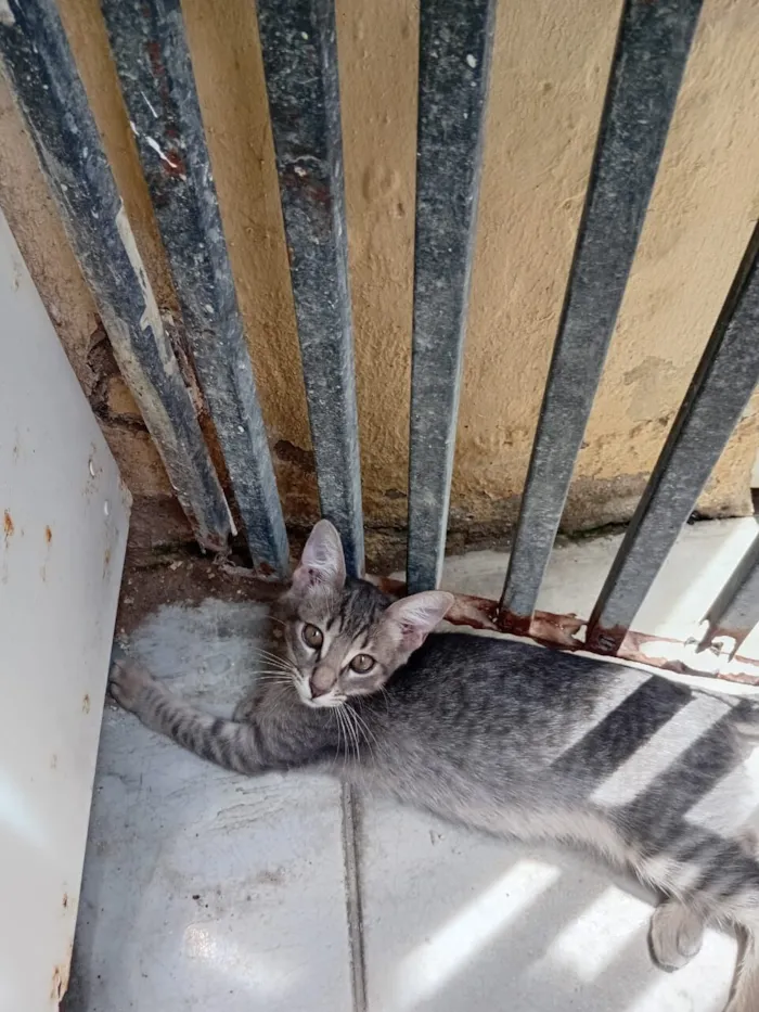 Gato raça SRD-ViraLata idade 2 a 6 meses nome José Augusto 