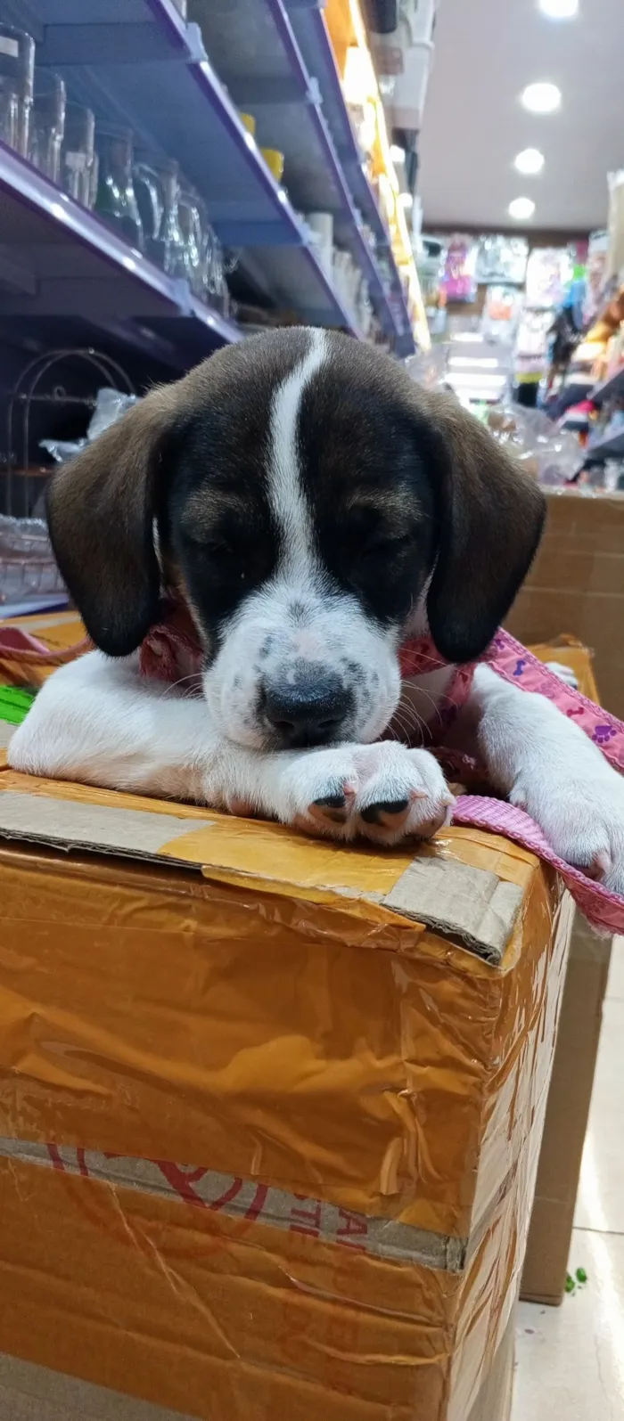 Cachorro raça SRD-ViraLata idade 2 a 6 meses nome Lili